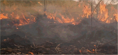 938.gif